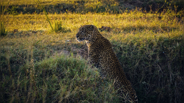 South Luangwa National Park, Zambia