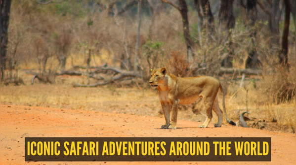 From Tigers to Jaguars: 10 iconic safari adventures around the world