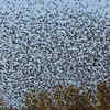 Barn swallow roosts that resemble living storm clouds