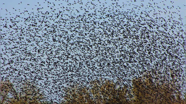 Barn swallow roosts that resemble living storm clouds
