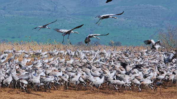 Europe's majestic crane highways