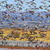 The sandhill crane gathering that transforms the desert