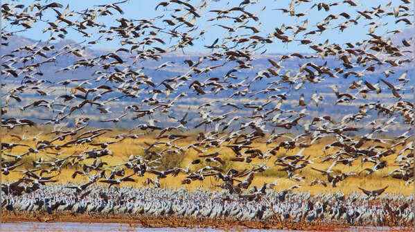The sandhill crane gathering that transforms the desert