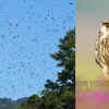 The Amur falcon's African adventure through India