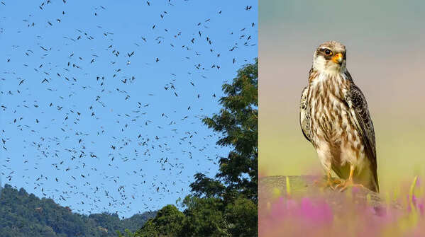The Amur falcon's African adventure through India