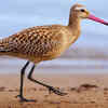 The bar-tailed godwit's impossible non-stop flight