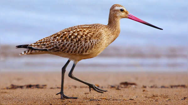 The bar-tailed godwit's impossible non-stop flight