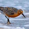 The red knot's race against time