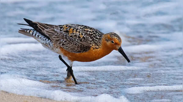 The red knot's race against time