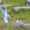 The Arctic tern's pole-to-pole journey