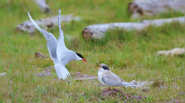 The Arctic tern's pole-to-pole journey