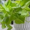 Prune intelligently for more fullness