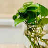 Maintain warm temperatures and adequate humidity