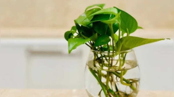 Maintain warm temperatures and adequate humidity