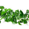 Repot your plant if needed
