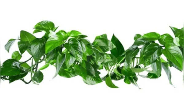 Repot your plant if needed