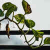 Feed the money plant during the growing season