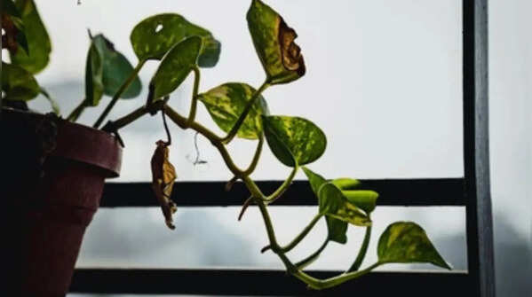 Feed the money plant during the growing season