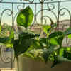 Bright, indirect sunlight