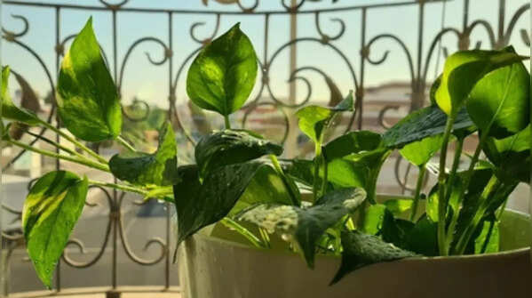 Bright, indirect sunlight