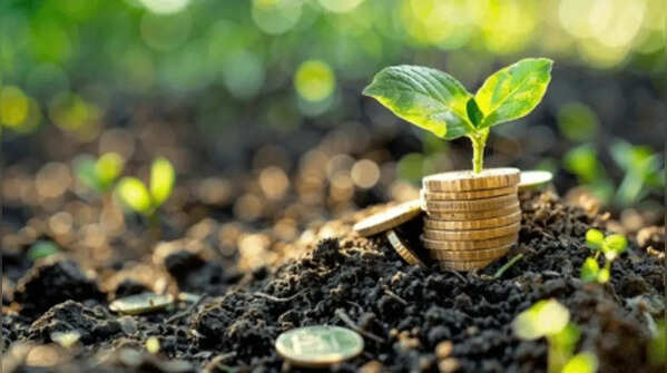 How to make your money plant grow faster: 7 expert tips for healthier vines