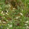Parthenium weed – not a plant but a killer