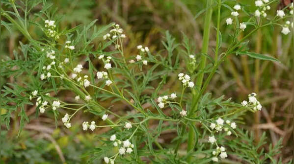 Parthenium weed – not a plant but a killer