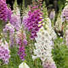 Foxglove – very attractive but poisonous to the heart