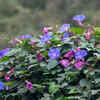 Morning glory – spreads rapidly in gardens
