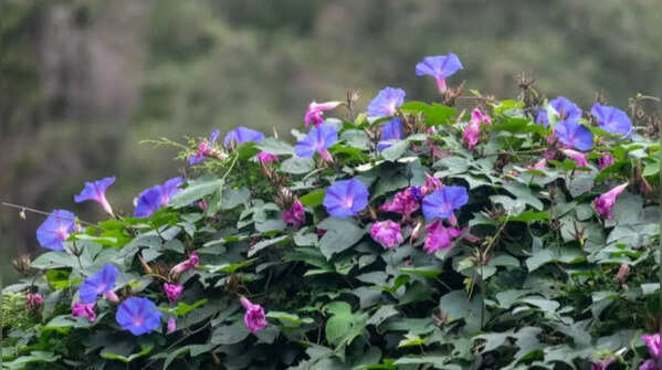 Morning glory – spreads rapidly in gardens