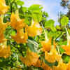 Datura – looks great, but can kill