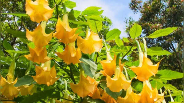 Datura – looks great, but can kill