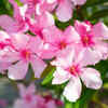 Oleander – beautiful plant, but not a safe one