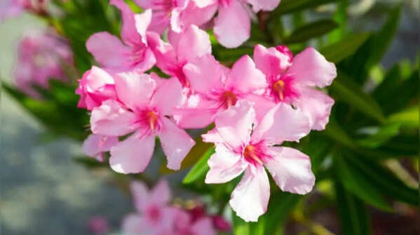 Oleander – beautiful plant, but not a safe one