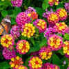 Lantana flower – pretty but invades everything around