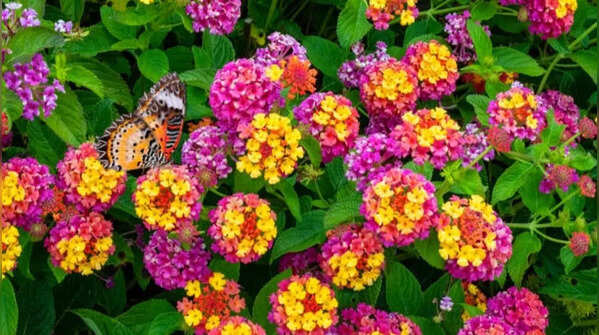 Lantana flower – pretty but invades everything around