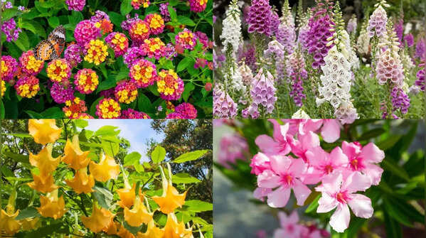 7 flowers you should never plant in your garden: These beautiful but risky plants can spread aggressively, attract pests, trigger allergies or become toxic hazards for kids and pets