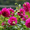 Prune regularly to ensure structure