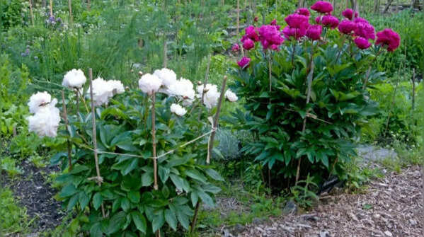 Install plant supports early