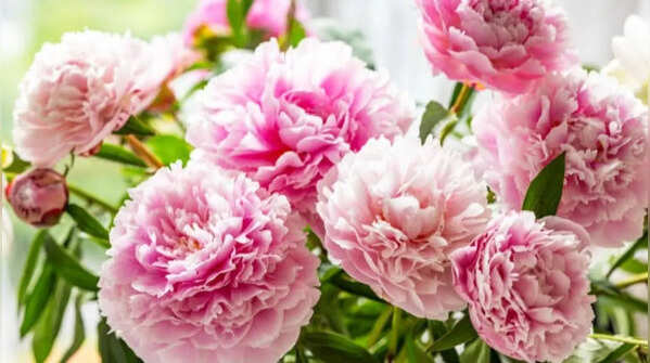 Why do peonies naturally flop over