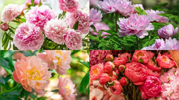 How to keep Peonies from flopping over after they bloom: Simple gardening tricks that help support heavy flowers, strengthen stems, and maintain upright, beautiful garden beds