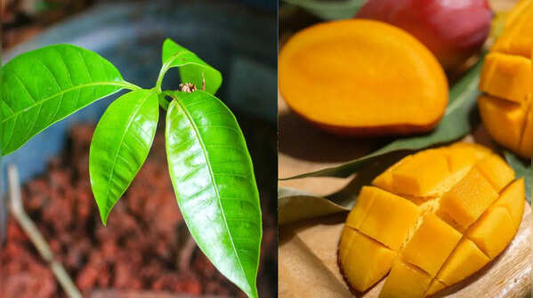 What does "Baramasi" mean?