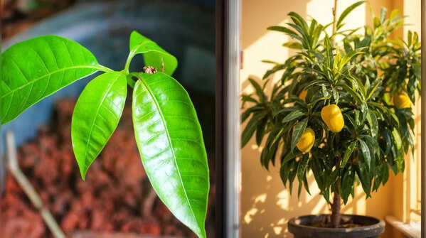 This rare Baramasi mango tree produces juicy mangoes in just 9 months, and that too on your balcony. Here’s how!