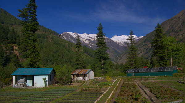 Places to visit in and around Harsil