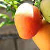 The Baramasi varieties one can grow in the balcony