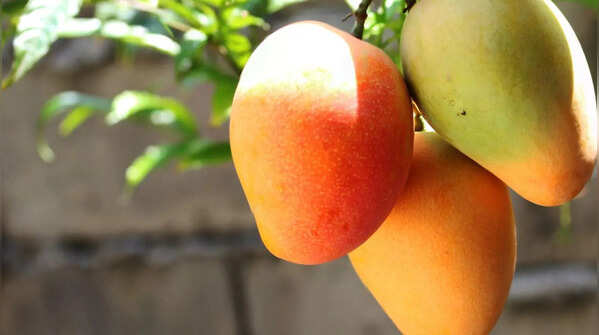 The Baramasi varieties one can grow in the balcony