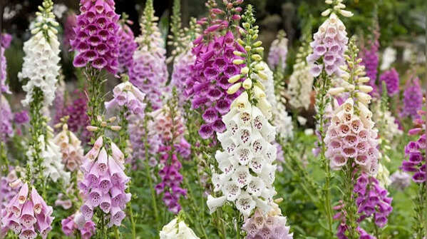 Foxglove – beautiful towering flowers