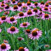 Echinacea – perennial daisy-like flower