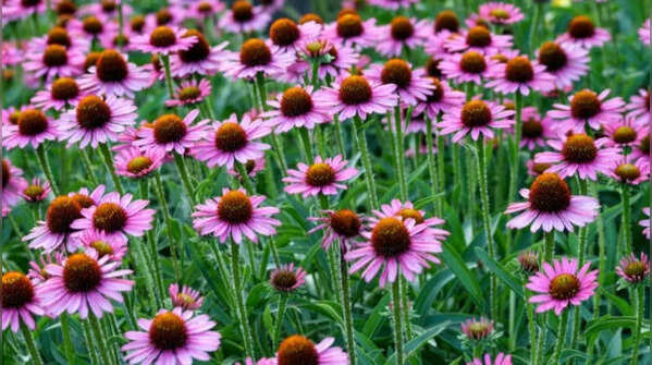 Echinacea – perennial daisy-like flower