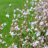 Gaura – "Whirling butterflies" flower